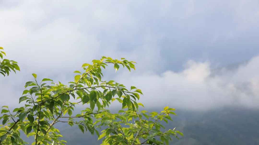 1686018816594053.jpg 2023.6.6-1.jpg